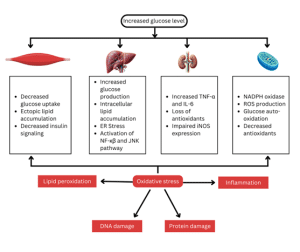 Pathological mechanisms of diabetes mellitus